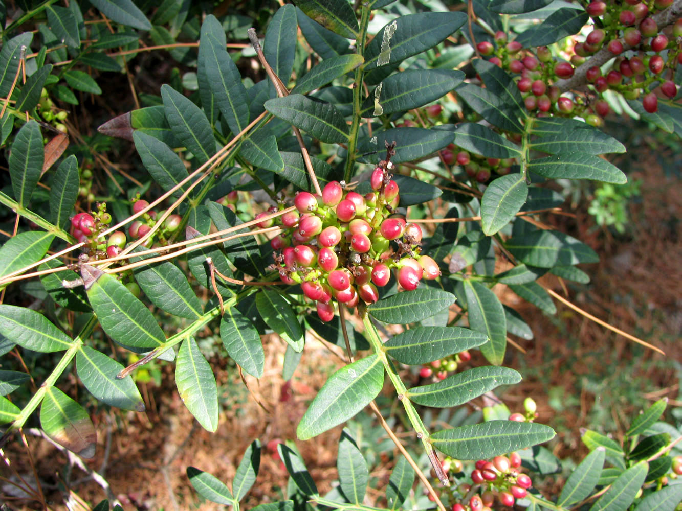 Image of Pistacia lentiscus specimen.