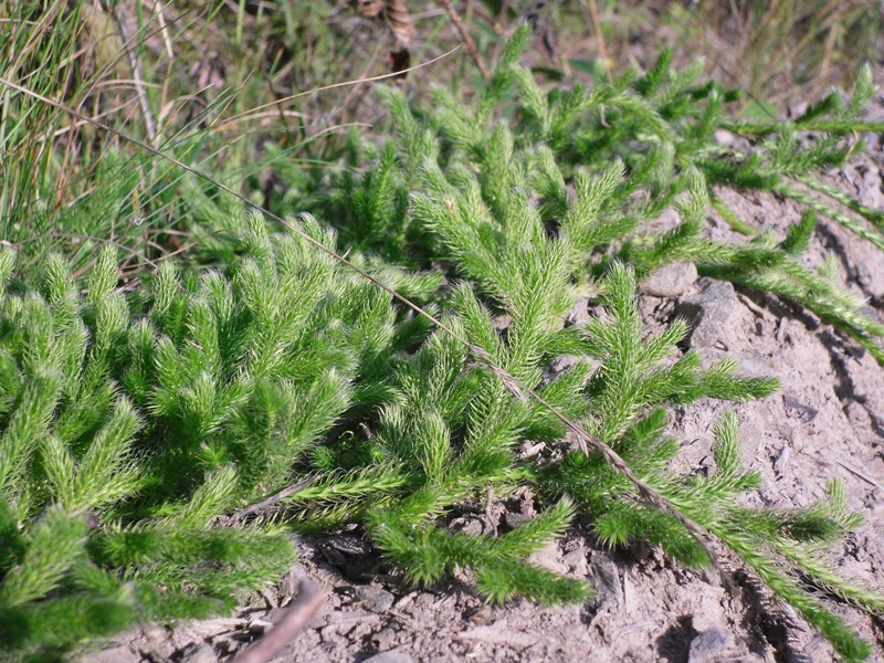 Image of Lycopodium clavatum specimen.