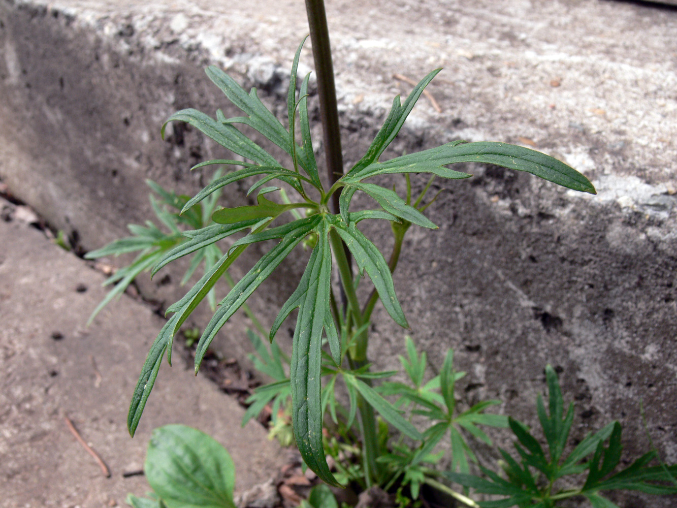 Image of Ranunculus polyanthemos specimen.