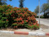 Bauhinia galpinii. Цветущие растения. Израиль, Шарон, г. Герцлия, в культуре. 24.05.2014.