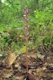 Orobanche pubescens. Цветущее растение. Южный Берег Крыма, гора Аю-Даг. 27 мая 2013 г.