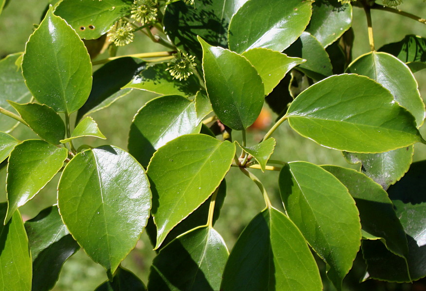 Image of Trochodendron aralioides specimen.