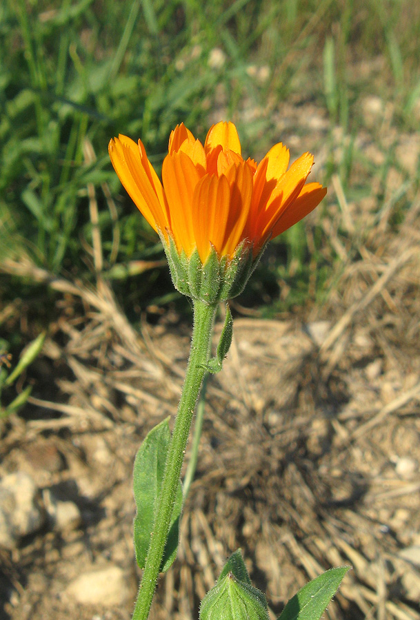 Image of Calendula officinalis specimen.