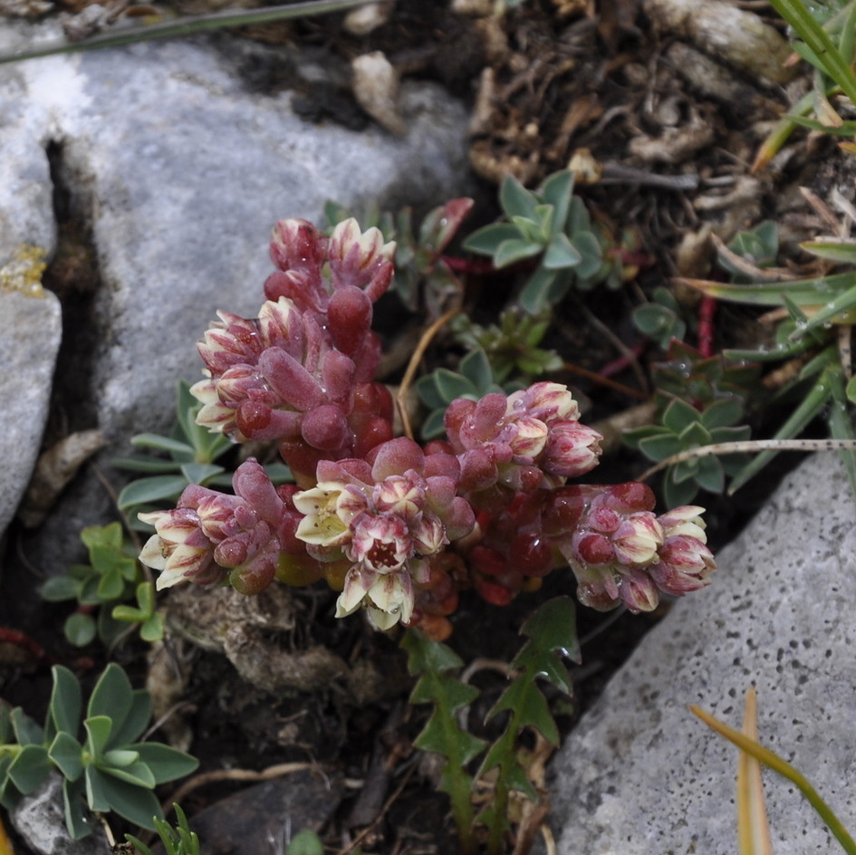 Image of Sedum atratum specimen.