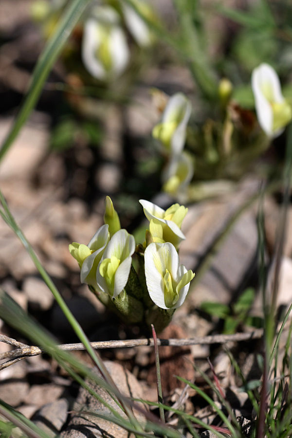 Изображение особи род Astragalus.