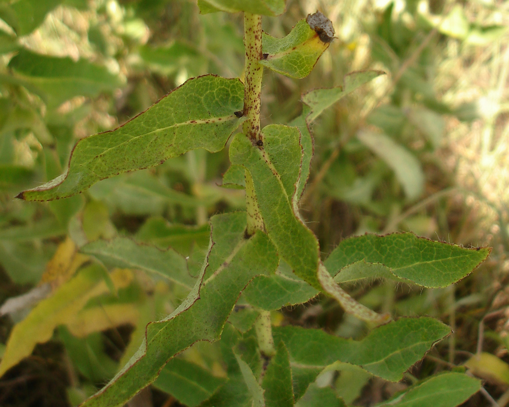 Image of Hieracium virosum specimen.