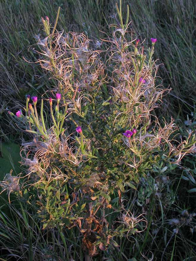 Изображение особи Epilobium villosum.