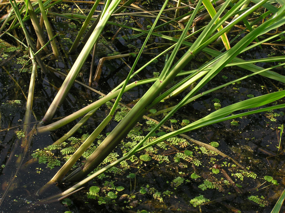 Image of Zizania latifolia specimen.