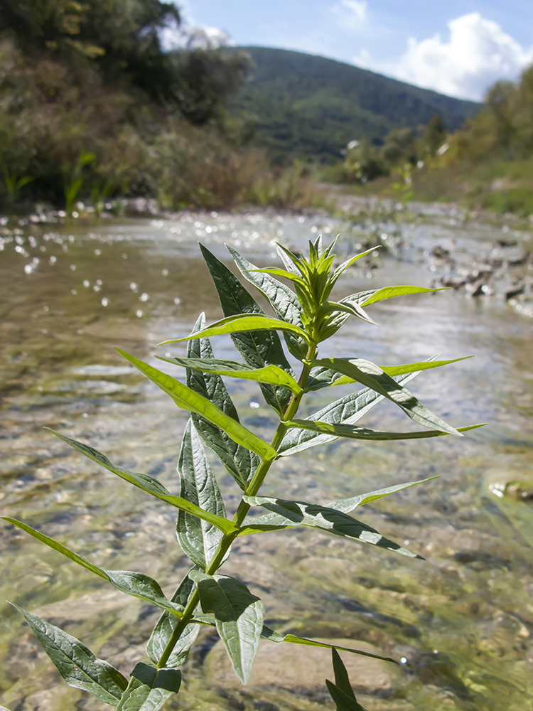 Image of Lythrum virgatum specimen.