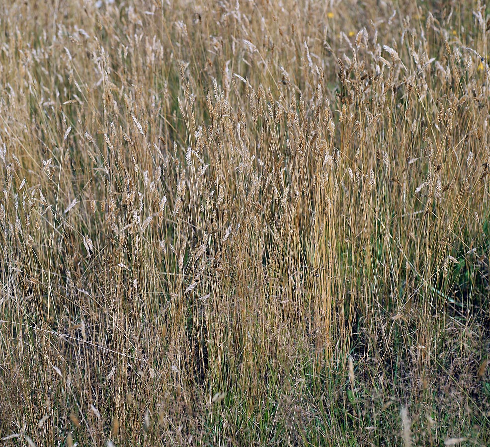 Image of Anthoxanthum odoratum specimen.