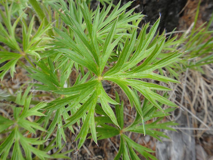 Image of Pulsatilla multifida specimen.