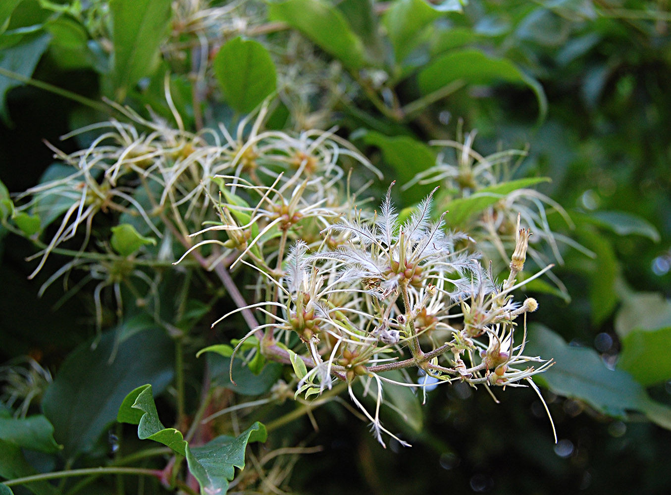 Image of Clematis vitalba specimen.