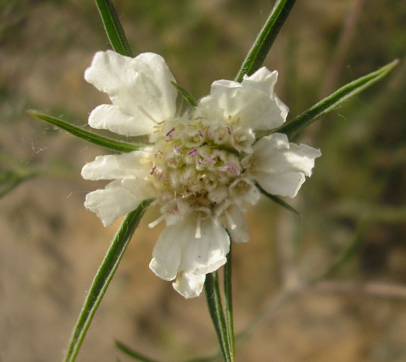 Image of Lomelosia argentea specimen.