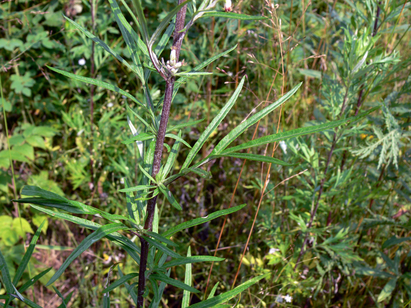 Изображение особи Artemisia vulgaris.