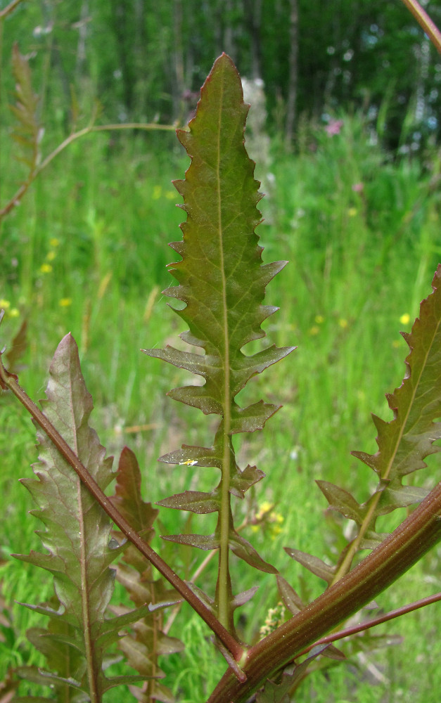 Image of Rorippa palustris specimen.