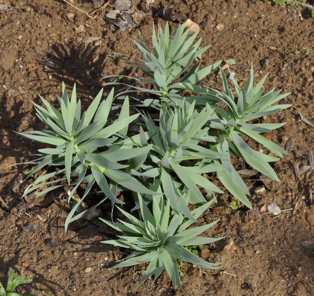 Image of Fritillaria persica specimen.