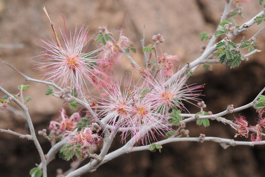 Image of Calliandra eriophylla specimen.