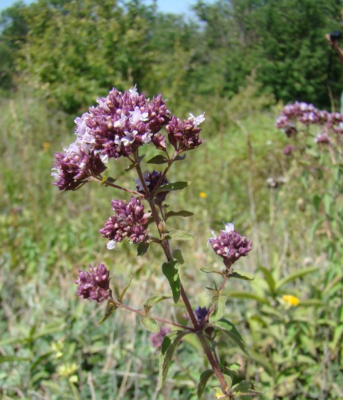 Image of Origanum vulgare specimen.