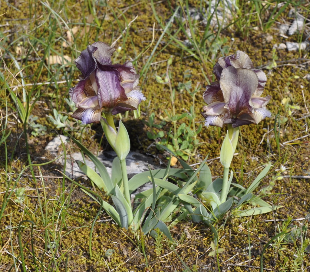 Image of Iris suaveolens specimen.