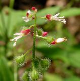 Circaea subspecies quadrisulcata