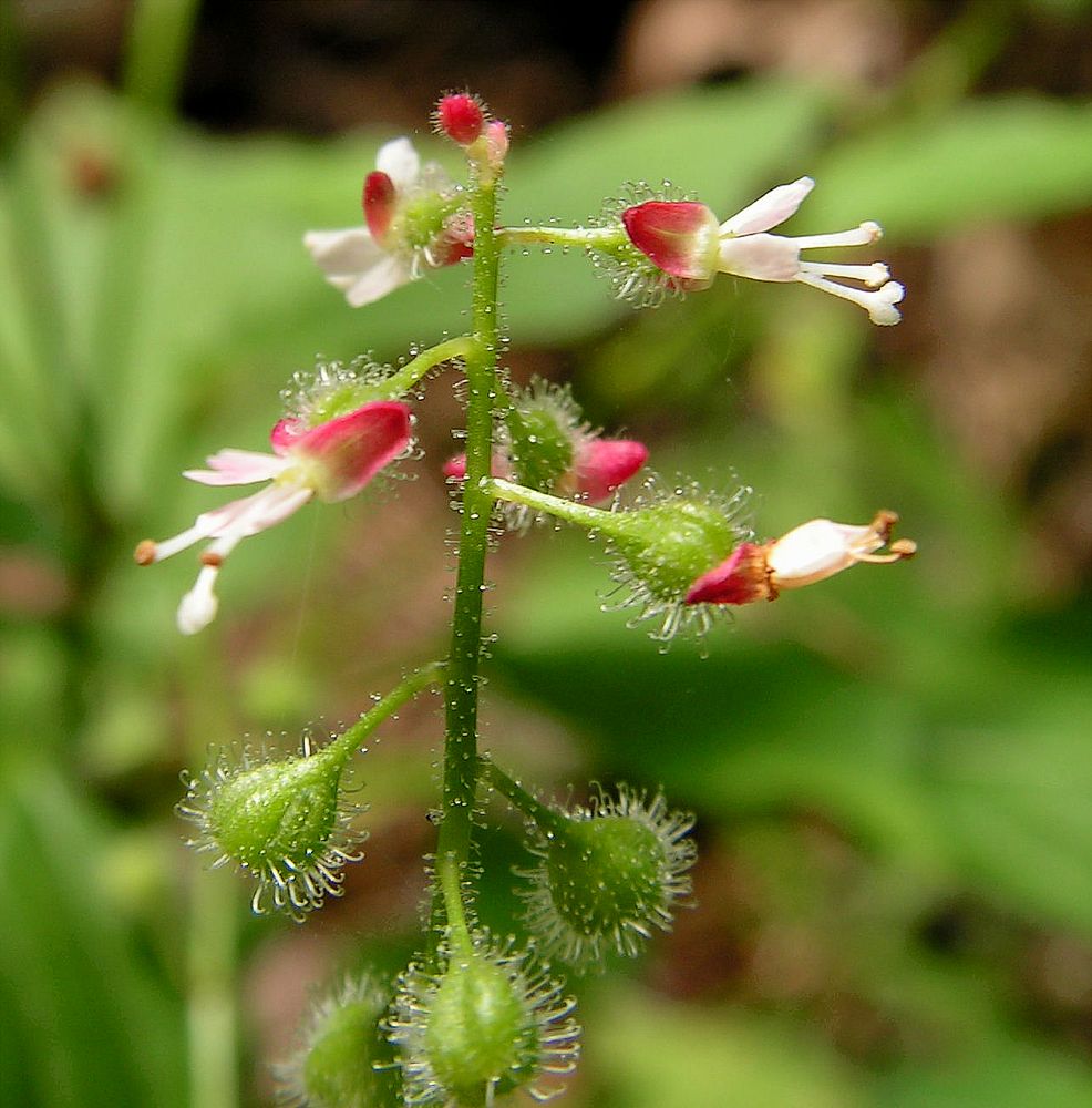 Image of Circaea lutetiana ssp. quadrisulcata specimen.