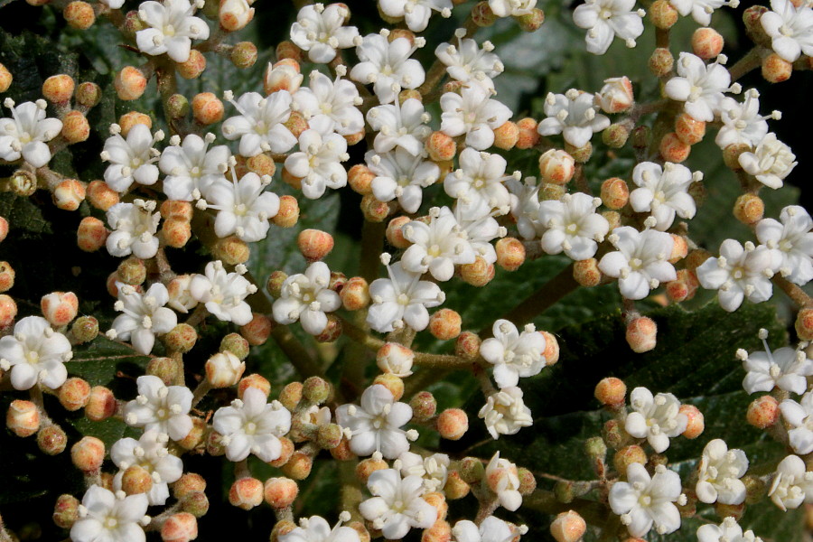 Image of genus Viburnum specimen.