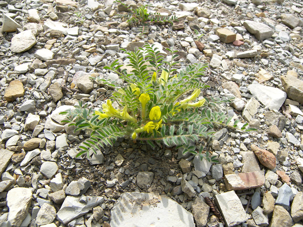 Image of Astragalus utriger specimen.