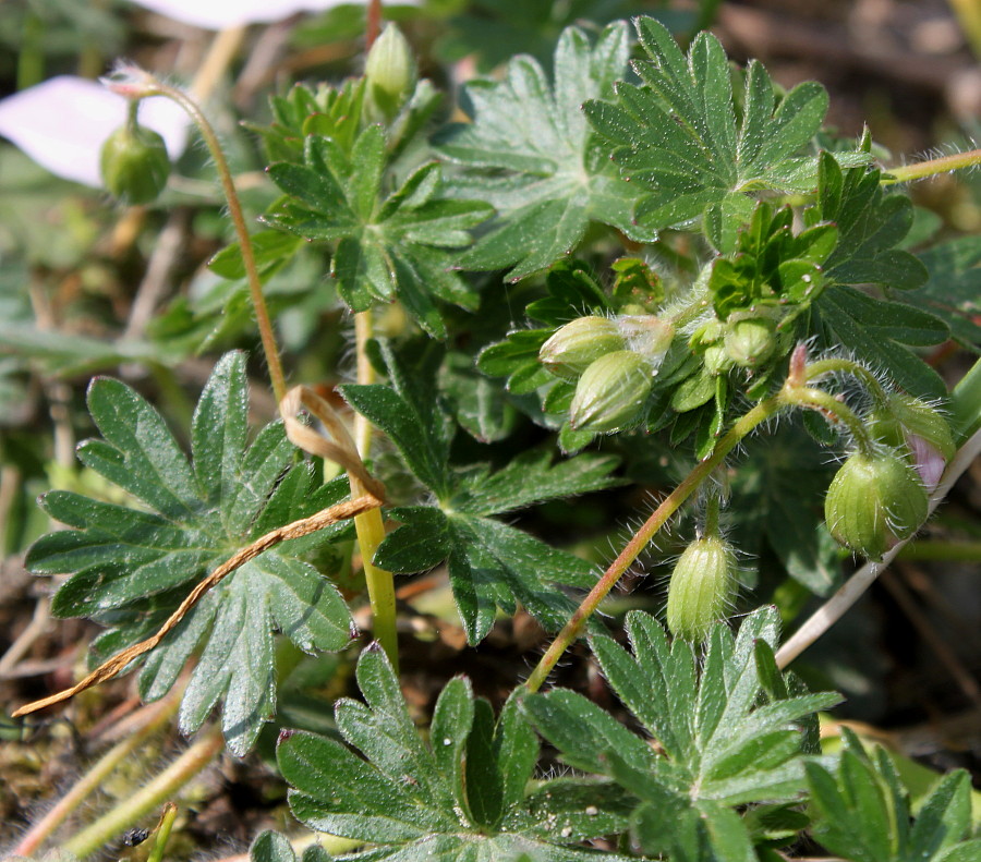 Изображение особи Geranium sanguineum.