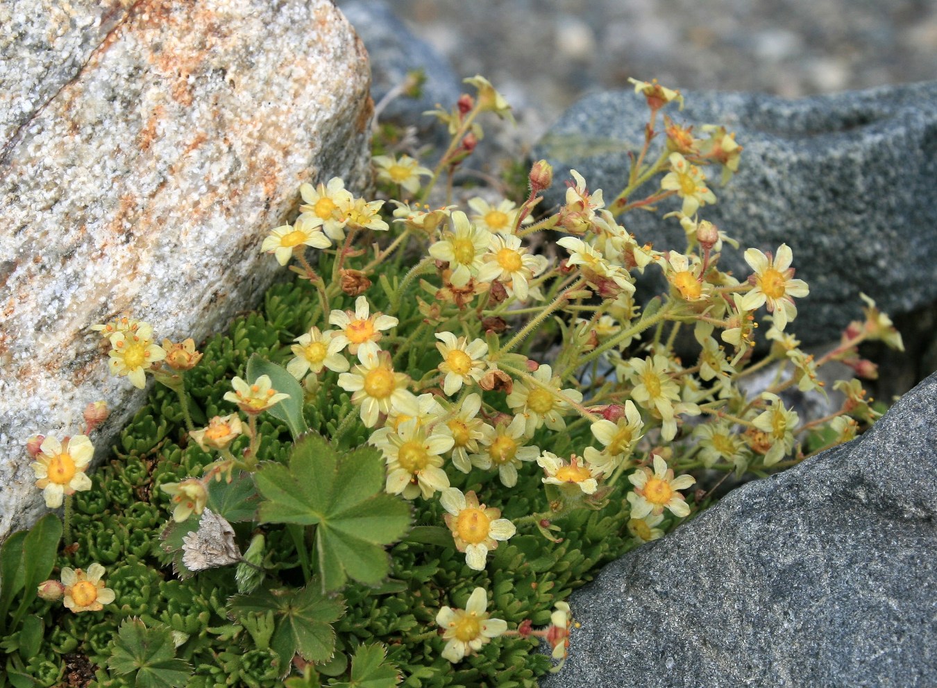 Image of Saxifraga adenophora specimen.