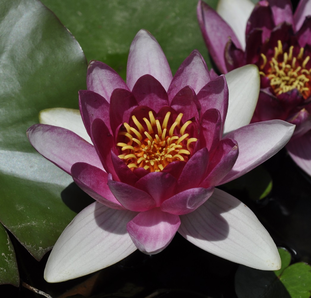 Image of Nymphaea odorata specimen.