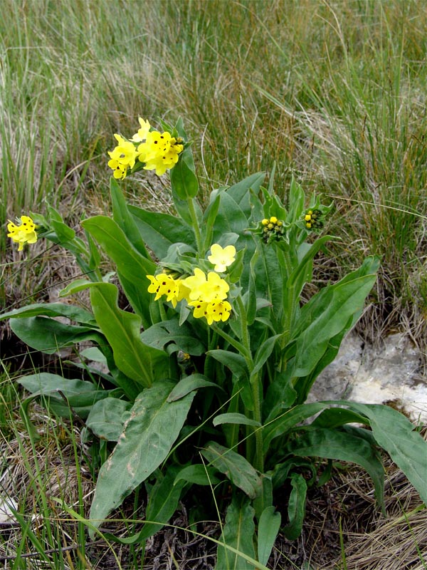 Image of Huynhia pulchra specimen.