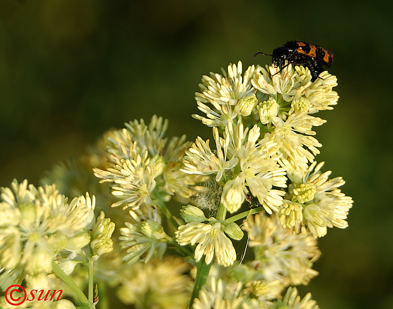 Изображение особи Thalictrum flavum.