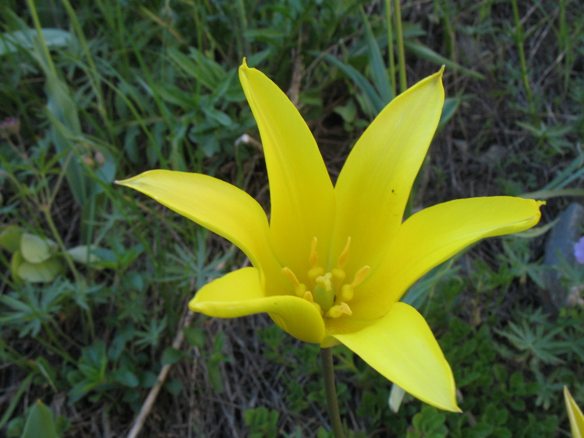Image of Tulipa corynestemon specimen.