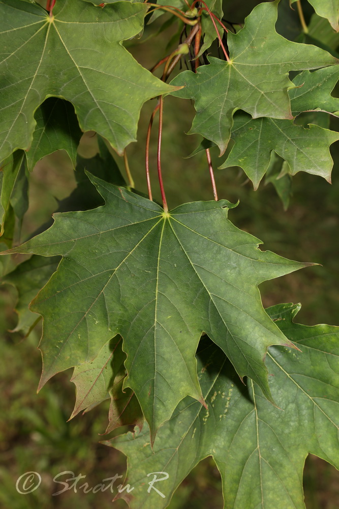 Image of Acer platanoides specimen.