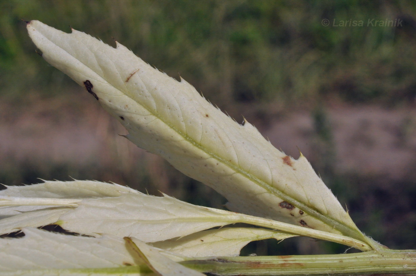 Image of Cirsium setosum specimen.