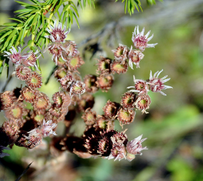 Image of Sempervivum caucasicum specimen.