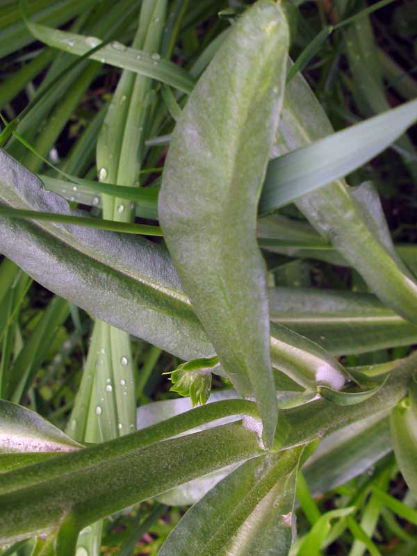 Image of Inula britannica specimen.