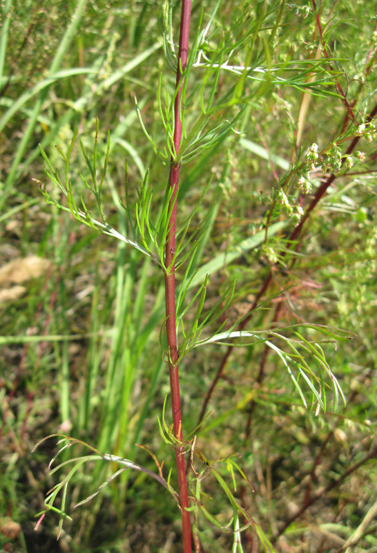 Image of Artemisia campestris specimen.