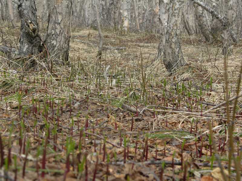 Image of Allium ochotense specimen.