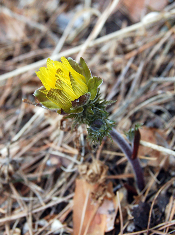 Image of Adonis villosa specimen.