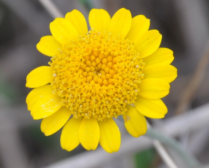 Image of Anthemis tinctoria specimen.