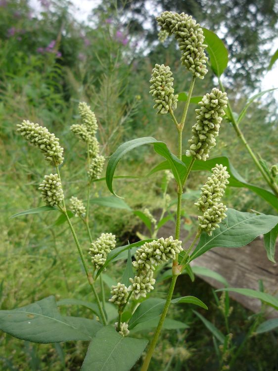 Image of Persicaria scabra specimen.