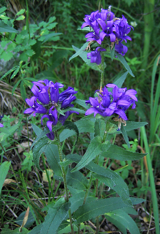 Image of Campanula glomerata specimen.