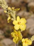 Verbascum songaricum