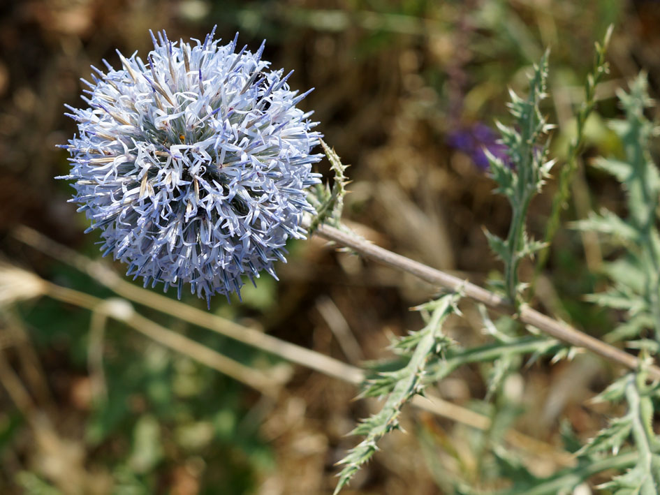 Image of Echinops chantavicus specimen.