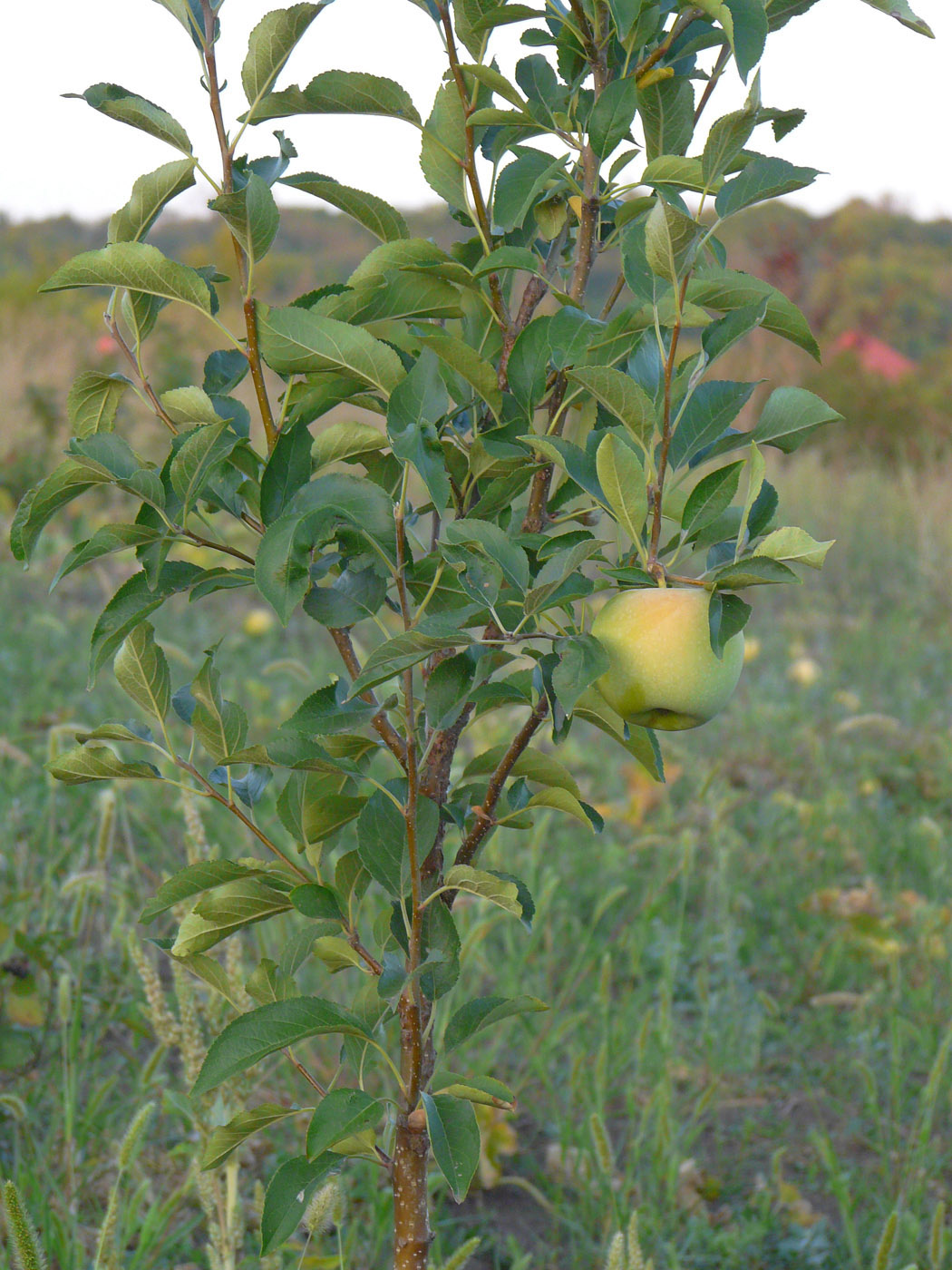 Изображение особи Malus domestica.