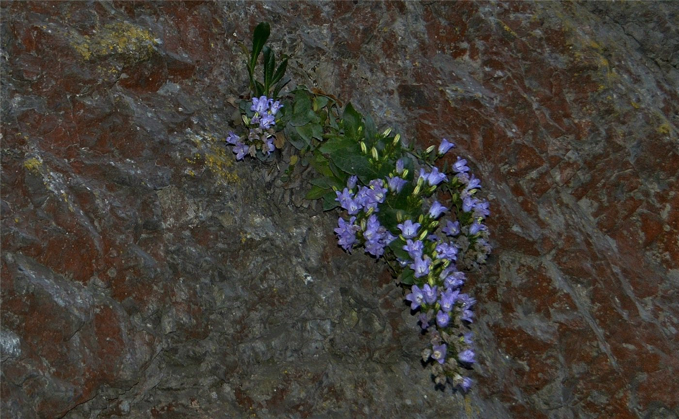 Image of Campanula mirabilis specimen.