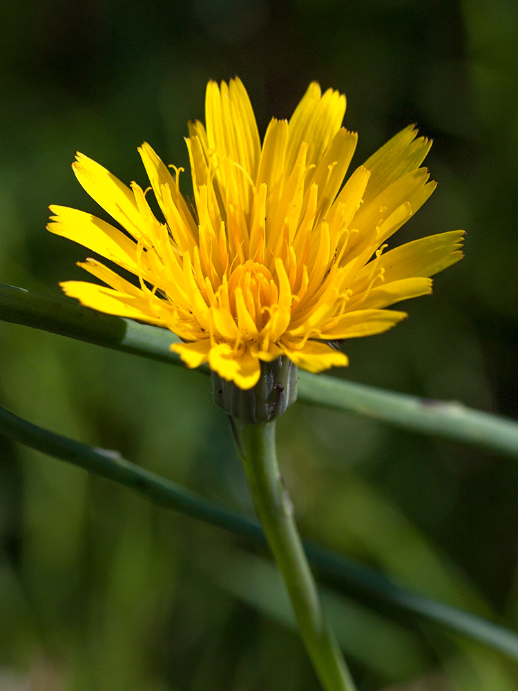 Image of Hypochaeris radicata specimen.