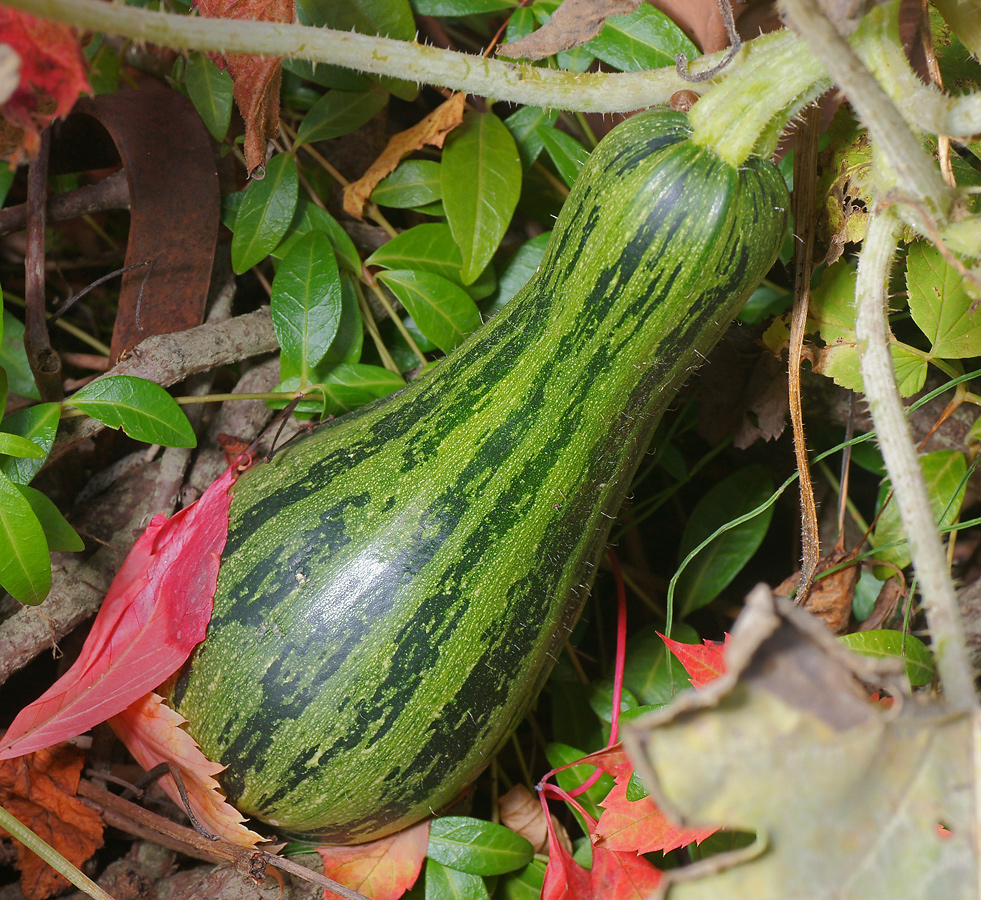 Image of Cucurbita pepo specimen.