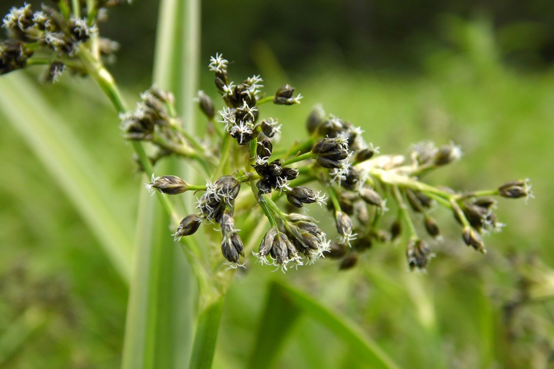 Image of Scirpus sylvaticus specimen.